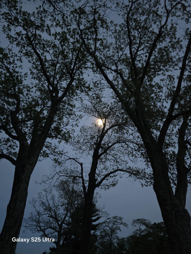 nightsinger